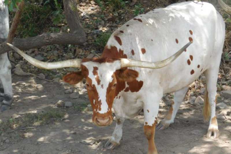 Texas Longhorn Cattle in the Burdekin Single