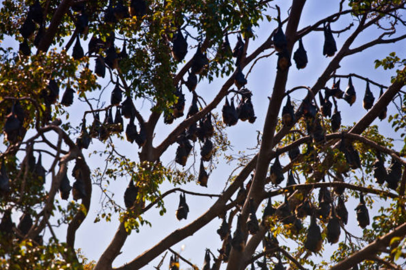 Bats in Tree