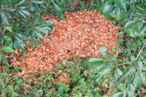 Prawn Shells Dumped by Home Hill State School